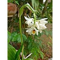 ราคา ว่านจูงนาง จำนวน 3หัว ว่านเสริมเสน่ห์จูงนาง Geodorum attenuatum Griff (8085149718)