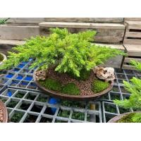 ราคา สวนถาด ไม้มงคล บอนไซแคระ สน แก้วแคระ (20748878317)