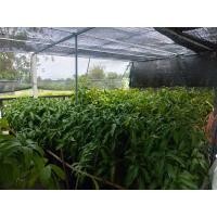 ราคา พันธุ์มะม่วงเพชรบ้านลาด กิ่งทาบ 90ซม ชุดละ2ต้นรสชาติอร่อย ลูกใหญ่ 1กก (9174309445)