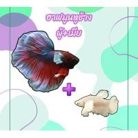 ราคา ปลากัดฮาฟมูนหูช้าง ผู้ เมีย ไข่แน่น พร้อมรัด คละสีสัน รับประกันสินค้า (21199590665)