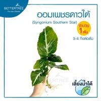 ราคา ต้นไม้ตัดกิ่งเลี้ยงน้ำ จำนวน 1 กิ่ง ต้นไม้ฟอกอากาศ พลูด่าง ต้นไม้ plalnts (21001879641)