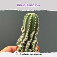 ราคา รวมกระบองเพชรและไม้อวบน้ำ หลายสายพันธุ์ ส่งทั้งกระถาง กุหลาบหิน cactus succulent (21335721684)