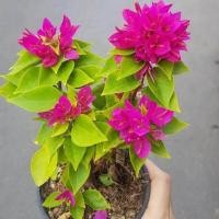 ราคา ต้นเฟื่องฟ้าแคระ เฟื่องฟ้า Bougainvillea เฟื่องฟ้าสาวิตรี ดอกสีสดใส สีชมพูบานเย็น โตช้า เหมาะสำหรับ บอนไซ จัดส่งพร้อมกระถาง 4 นิ้ว ลำต้นสูง 20ซม (21008912004)