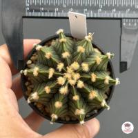 ราคา ยิมโน LB 2178 Gymnocalycium แคคตัส กระบองเพชร cactus succulent (7444046042)