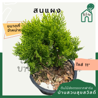 ราคา สนแผง กระถาง 11 นิ้ว ต้นสนแผง เป็นไม้แดด ไม้แต่งสวนสไตล์อังกฤษ (14605289636)