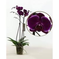 ราคา 30 เมล็ดพันธุ์ เมล็ดกล้วยไม้ ฟาแลนนอปซิส Phalaenopsis Orchids Orchid flower seeds อัตราการงอก 80 85 (11769319694)