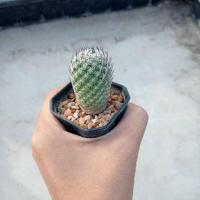 ราคา มาทูเดีย Mammillaria matudae ไม้เมล็ด ขนาด 2 3 ซม ต้นกระบองเพชร ต้นแคคตัส แคคตัส กระบองเพชร (21146334806)
