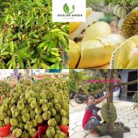 ราคา ต้นเสียบยอดสูง 60 80ซม ต้นทุเรียนหมอนทอง ทุเรียนหมอนทอง เมล็ดลีบ รสมัน กลิ่นหอม ให้ผลผลิตสูง (21352241995)