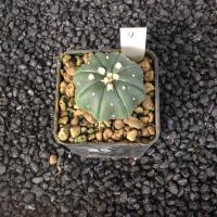 ราคา Astrophytum แคคตัส กระบองเพชร ถูกๆ สวยๆ AA05 (17807293604)