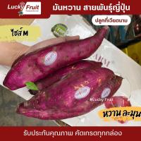 ราคา มันหวาน ตรา XD สายพันธุ์ญี่ปุ่น ปลูกที่เวียดนาม รสชาติหวาน เนื้อเนียน นุ่มละมุน (19911440848)