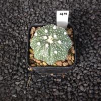 ราคา Astrophytum แคคตัส กระบองเพชร ถูกๆ สวยๆ AA05 (17807293644)