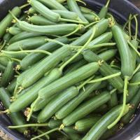 ราคา เมล็ดพันธุ์ บวบหอม เมล็ดบวบหอม 200 เมล็ด 10 แถม 1 คละได้ (10697245832)