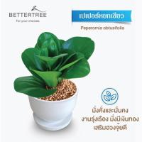 ราคา ต้นไม้พร้อมปลูก กระถางดินเผาสีขาวพร้อมจานรอง ไม้มงคล ไม้ฟอกอากาศ แถมฟรีหินตกแต่ง ต้นไม้ (21284434930)
