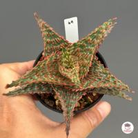 ราคา Aloe Hybrid seedings อโลไฮบริด ไม้เมล็ด 50บาท ทุกต้น ไม้อวบน้ำ กุหลาบหิน cactus succulentหลากหลายสายพันธุ์ (19280614354)