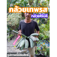 ราคา หน่อกล้วย หน่อกล้วยเทพรส กล้วยเทพรส หน่อกล้วยทิพรส กล้วยทิพรส 1ต้นออกเครือได้2แบบ สายพันธุ์โบราณ สายพันธุ์แท้ 100 ส่งฟรี มีเก็บเงินปลาย (20796694506)