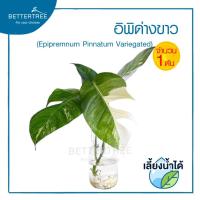 ราคา ิอิพิด่างขาว จำนวน 1 ต้น เลี้ยงน้ำได้ Epipremnum pinnatum ต้นไม้น้ำ ไม้น้ำ ต้นไม้ plant (21373195242)