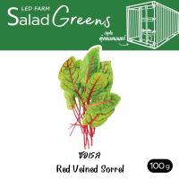 ราคา ตัดสดทุกออเดอร์ ซอเรล ผักสลัด สดสะอาด ปลอดสารเคมี LEDFARM (17891278333)