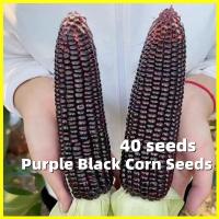 ราคา Black Purple Waxy Corn Seed ข้าวโพดข้าวเหนียวดำ เมล็ดพันธุ์ ข้าวโพดขาวม่วง High Yield 40 Seeds Corn Seeds on Sale Purple Lady Hybrid Sugar Waxy Corn Vegetable Seeds Vegetable Plants Seeds for Planting