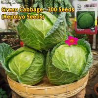 ราคา เมล็ดพันธุ์ กะหล่ำปลี เขียว กะหล่ำปลียักษ์ บรรจุ 300เมล็ด Green Cabbage Seed Organic Vegetable Seeds for Planting เมล็ดพันธุ์แท้ OP แท้ เมล็ดกะหล่ำปลี เมล็ดพันธุ์ผัก ผักสวนครัว ปลูกผัก ผักออร์แกนิก พั