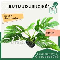 ราคา ต้นสยามมอนสเตอร่า กระถาง 8 นิ้ว (14049606925)