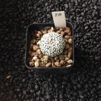 ราคา Astrophytum แคคตัส กระบองเพชร ราคาส่ง สวยๆ AA02 (17262814917)