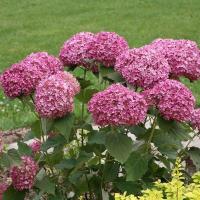 ราคา 20 เมล็ด เมล็ดไฮเดรนเยีย Hydrangea Seeds ดอกไม้ที่สื่อถึงความเข้าใจ ความซื่อสัตย์ สายพันธุ์ Invincibelle Mini Mauvette (21086644158)