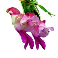 ราคา 20 เมล็ดพันธุ์ เมล็ดกล้วยไม้ กล้วยไม้ Orchid flower seed อัตราการงอก 80 85 (11768604989)