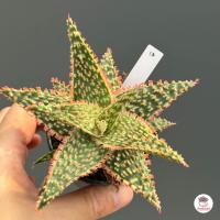 ราคา Aloe Hybrid seedings อโลไฮบริด ไม้เมล็ด 50บาท ทุกต้น ไม้อวบน้ำ กุหลาบหิน cactus succulentหลากหลายสายพันธุ์ (12844531718)