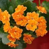 ราคา 30 เมล็ดพันธุ์ เมล็ด กุหลาบหินดอกซ้อน ไม้อวบน้ำ กุหลาบหิน Kalanchoe blossfeldiana Seed อัตราการงอกของเมล็ด 80 85 (11650123329)