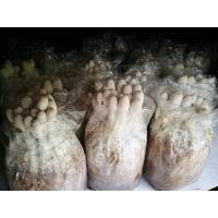 ราคา เห็ดโคนน้อย 10 ก้อน 99 บาทรวมส่งแล้วจ้า (18797567565)