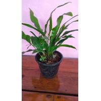 ราคา ต้นเฟิร์นฮาวายไม้ฟอกอากาศกระถาง 4 นิ้ว (9365383616)