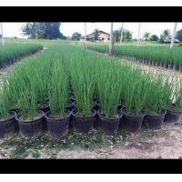 ราคา เมล็ดหอมแบ่ง (20570405434)