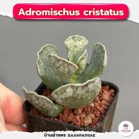 ราคา รวมกุหลาบหินและไม้อวบน้ำ กระถาง2นิ้ว หลายสายพันธุ์ ส่งทั้งกระถาง cactus succulent (17340467205)