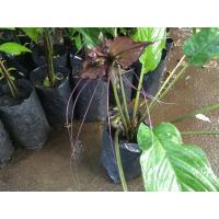 ราคา ต้นว่านค้างคาวดำ สมุนไพร กิ่งพันธุ์ ต้นไม้ ไม้ผล ต้นพันธ์ เมล็ดพันธ์ พันธุ์ไม้ ไม้มงคล ไม้ฟอกอากาศ สวนเขาหมาก ต้านมะเล็ง บำรุงร่างกายขับพิษ สำหรับสตรีมีครรย์ เสริมความต้องการทางเพศ (1618972257)