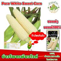 ราคา ซองแท้ 200เมล็ด เมล็ดพันธุ์ ข้าวโพด เพียวไวท์ Pure White Hokkaido Sweet Corn ข้าวโพดฮอกไกโด ข้าวโพดนมสด ข้าวโพดญี่ปุ่น (2794044063)