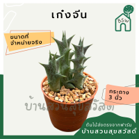 ราคา แคคตัส เก๋งจีนลายม่วง กระบองเพชร (12669725927)
