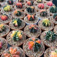 ราคา 30 เมล็ด ยิมโนด่าง Gymnocalycium mihanovichii variegata เมล็ดกระบองเพชร แคคตัส (9126800818)