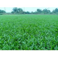 ราคา ขายส่ง 1 กิโลกรัม เมล็ดหญ้ามาเลเซีย Tropical Carpet grass หญ้าเห็บ หญ้าไผ่ หญ้าปูสนาม สนามหญ้า เมล็ดพันธ์หญ้า ปูหญ้า ปูสนาม สนามหญ้าและสวน (1844176732)