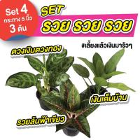 ราคา set รวย รวย รวย กระถาง 5 นิ้ว ตวงเงินตวงทอง รวยล้นฟ้า เงินเต็มบ้าน ไม้มงคล ไม้ฟอกอากาศ (20891311307)