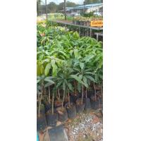 ราคา มะม่วงอกร่อง (19309070286)