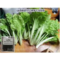 ราคา เมล็ดพันธุ์ ผักกาดขาวน้อย ผักกาดขาวเบา 1000 เมล็ด 10 แถม 1 คละได้ (20771894852)