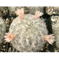ราคา 30 เมล็ด ขนนกเหลืองดอกชมพู แมมขนนกญี่ปุ่น ขนนกขาวญี่ปุ่น ดอกสีชมพู Mammillaria plumosa เมล็ดกระบองเพชร แคคตัส (9126222948)