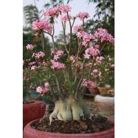 ราคา ชวนชม ยักษ์ญี่ปุ่นลูกผสม Hybrid เมล็ด ชวนชม สายพันธุ์ยักษ์ซาอุ10 เมล็ด (19503303008)