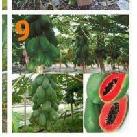 ราคา เมล็ดพันธุ์มะละกอพันธุ์ต่างๆมีให้เลือก9สายพันธุ์ (10919887822)