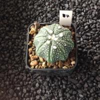 ราคา Astrophytum แคคตัส กระบองเพชร ราคาส่ง สวยๆ AA02 (17262814904)