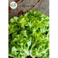 ราคา ผักสลัดอินทรีย์ Organic salad vegetables (19546026766)