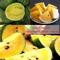 ราคา เมล็ดพันธุ์ แตงโมควีนเยลโล่ Watermelon Queen Yellow 10 เมล็ด ปลูกง่าย ปลูกได้ทั่วไทย (1689194852)