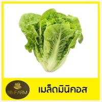 ราคา เมล็ดผักสลัด 100 เมล็ด งอกดี เมล็ดพันธุ์ผักสลัด (17320843029)