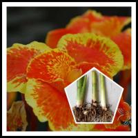 ราคา พุทธรักษา สีส้มเข้มขอบเหลือง 1หน่อ ตัดใบล้างราก ไม้มงคล หน่อ เหง้า ต้นพุทธรักษา หน่อ เหง้า พุทธรักษาสีส้ม พุทธรักษาสีเหลือง (12831757030)