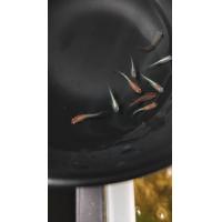 ราคา เหยื่อปลาซิวข้าวสารญี่ปุ่นแบบmix (21297928262)